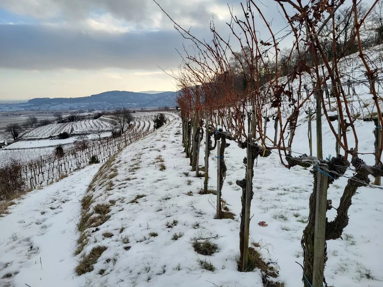 Weingarten und Trockenrasenböschung im Winter