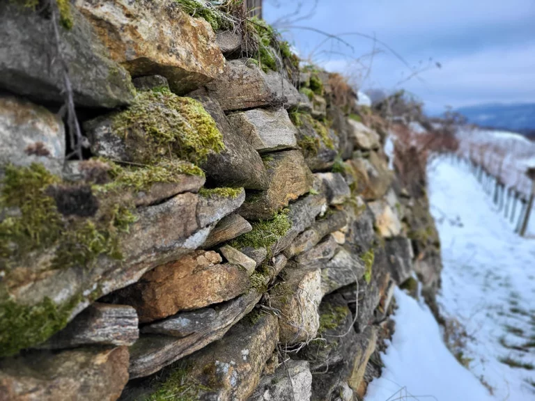 Lebensraum Trockensteinmauer im Weingarten