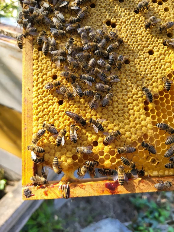 Bienenkontrolle