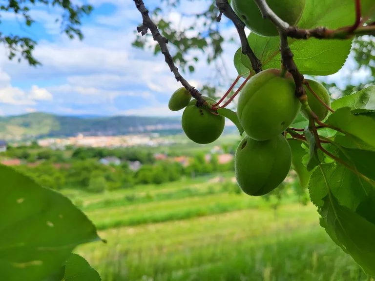 Marillen gedeihen