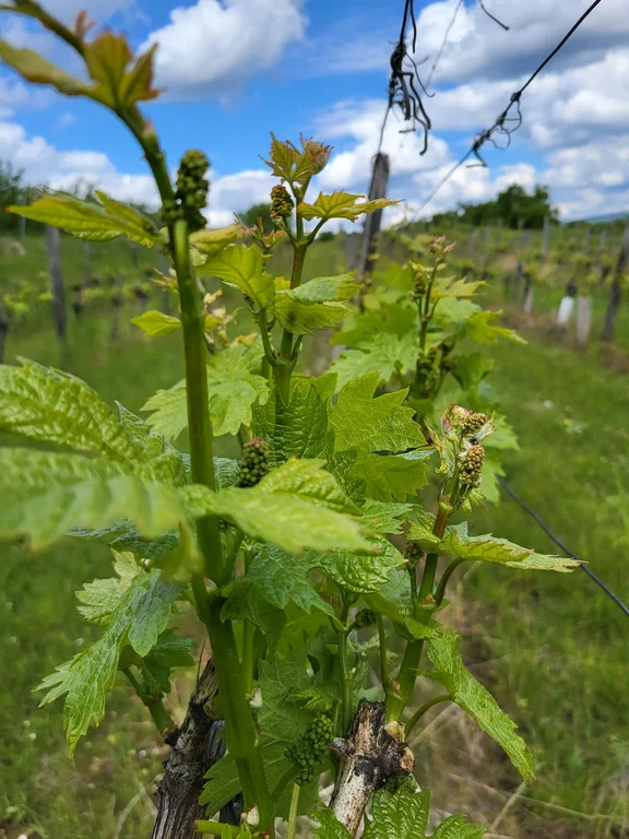 Weintrauben sind schon sichtbar