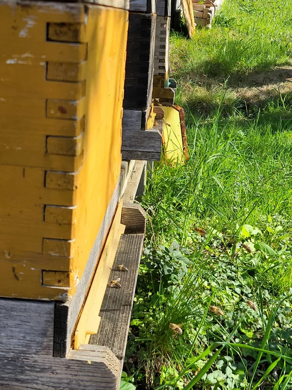 Bienenflug